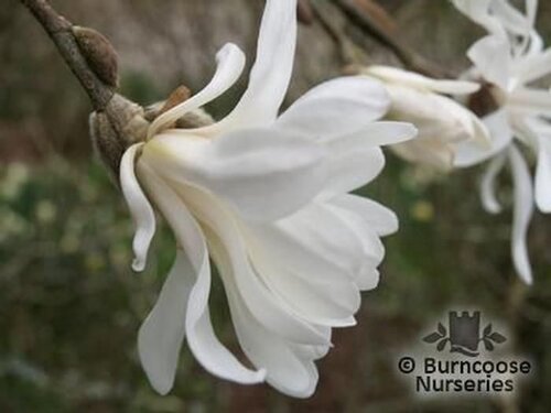 MAGNOLIA stellata 'Royal Star' 